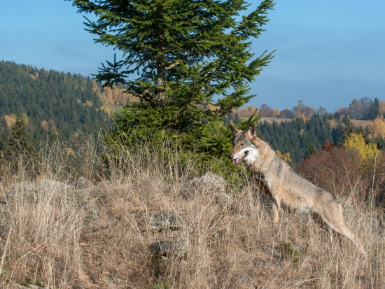Ilustrační fotografie Jaroslav Vogeltanz