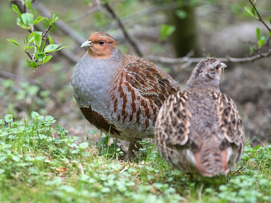 Na Vysočině chystají zemědělci s ochránci pozemky vhodné pro mizející koroptve