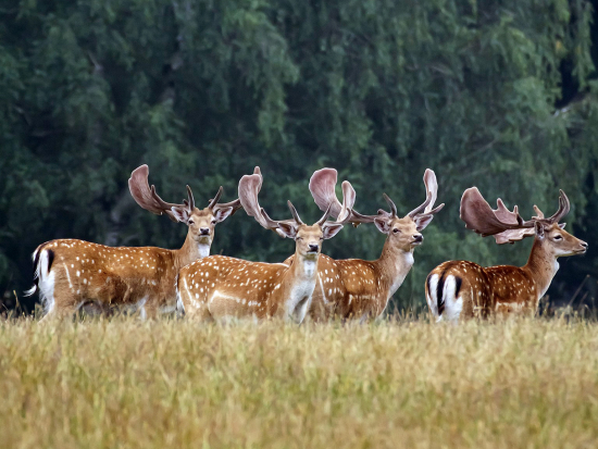 Senátoři potvrdili stop změnám v myslivecké legislativě
