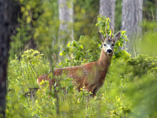 Velký posun v dění okolo zákona o myslivosti