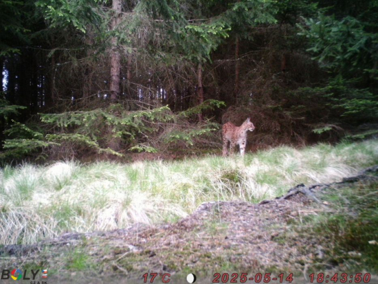 V CHKO Brdy byl po letech opět zaznamenán rys ostrovid