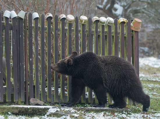 Slovenská vláda navrhla nová opatření ohledně odstřelu problémových medvědů