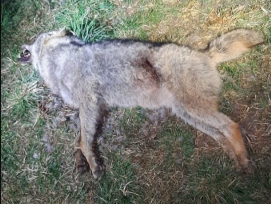 Policie prověřuje nález uhynulého vlka na Českokrumlovsku