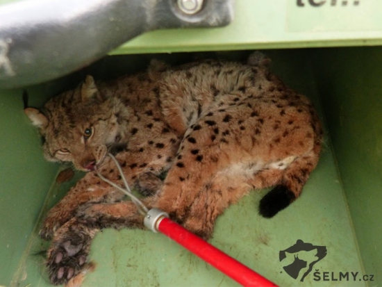 Policie odložila případ postřelení rysa v Beskydech