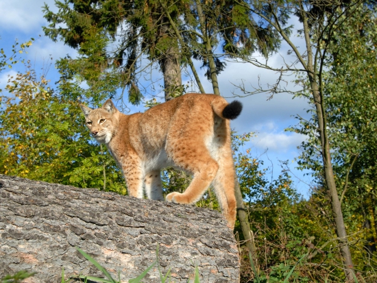 Ilustrační fotografie Jaroslav Vogeltanz