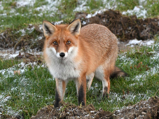 SVS: pozor na šíření vztekliny v Polsku!