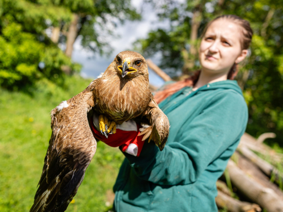 Orel křiklavý v záchranné stanice Pavlov.