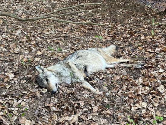 Na Broumovsku byla nalezena uhynulá plná vlčice