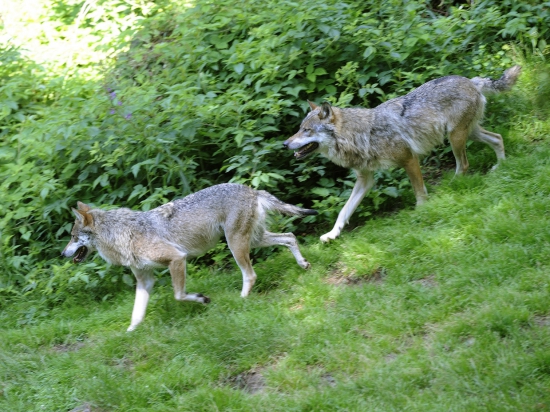 Ilustrační fotografie Jaroslav Vogeltanz