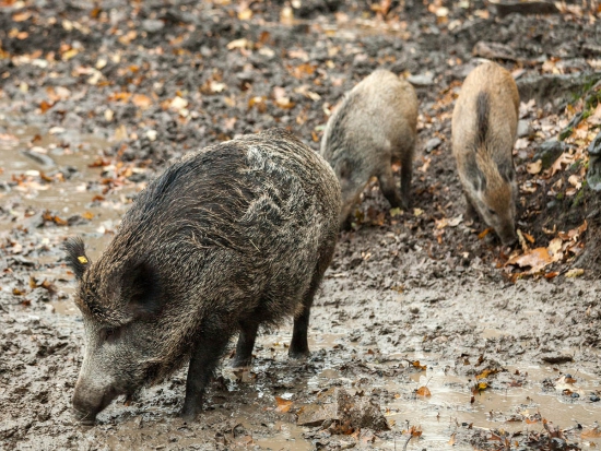 Ministr zemědělství svolá Ústřední nákazovou komisi, důvodem je vysoké riziko výskytu afrického moru prasat a nebezpečné formy ptačí chřipky