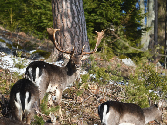 Stanovisko LDF MENDELU k záměru úpravy velikosti honiteb v rámci připravované novelizace zákona o myslivosti