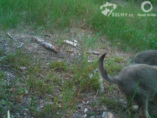 Zdroj fotografie Šelmy.cz