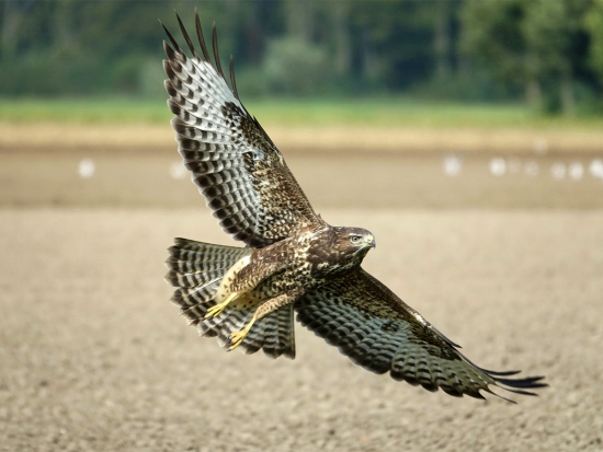 Ptákem roku 2021 je káně lesní