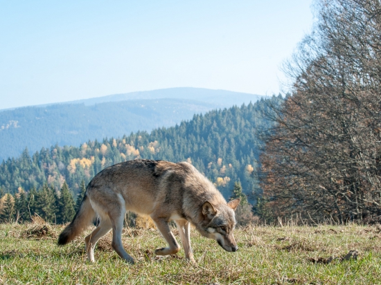 Za škody způsobené vlky zaplatí Liberecký kraj dalších 133 490 Kč
