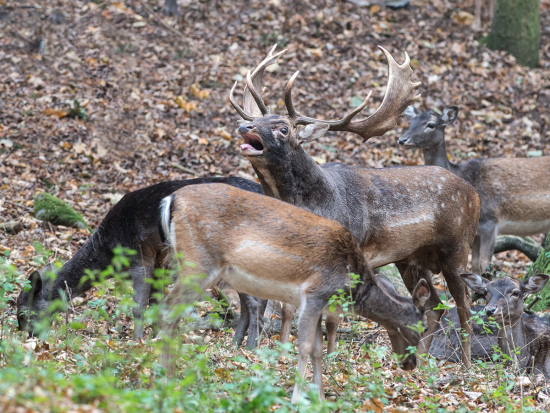 Myslivecká statistika 2024/2025: uplynulý myslivecký rok opět přinesl rekordy