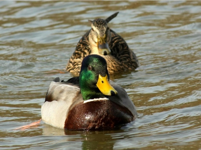 kachna divoká (březňačka)