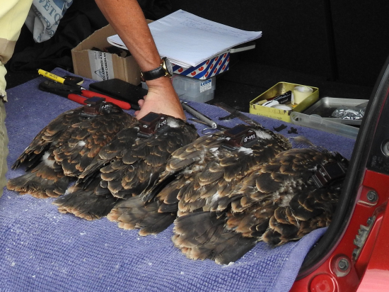 Foto Veterinární univerzita Brno