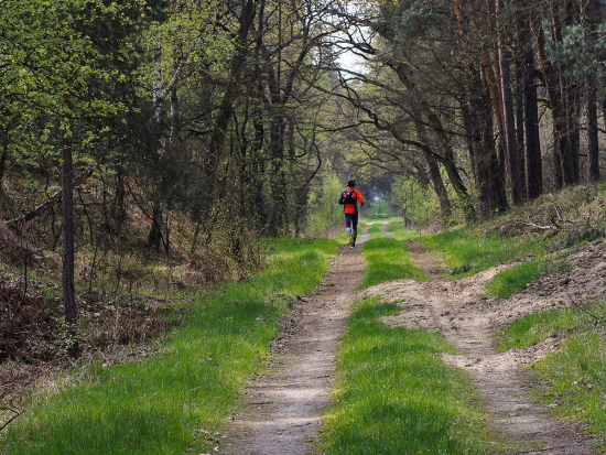 Italský soud napodruhé odmítl nařízení utratit medvědici, která zabila běžce