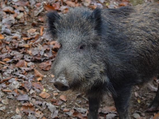 Podruhé letos zjištěn svalovec u uloveného divočáka
