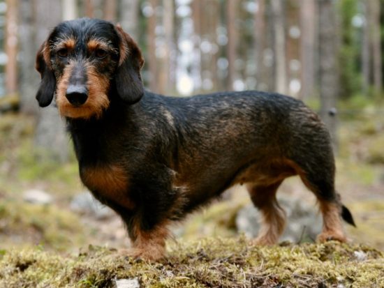 Ilustrační fotografie Pixabay