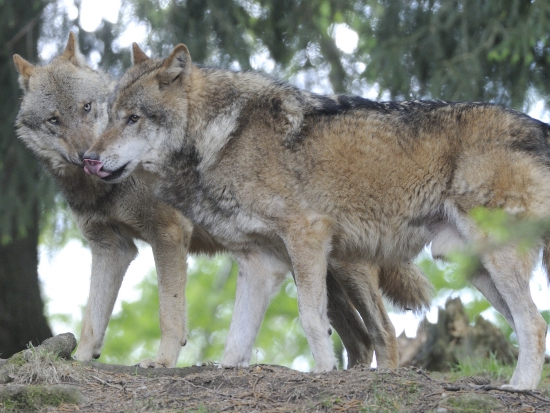 Ilustrační fotografie Jaroslav Vogeltanz
