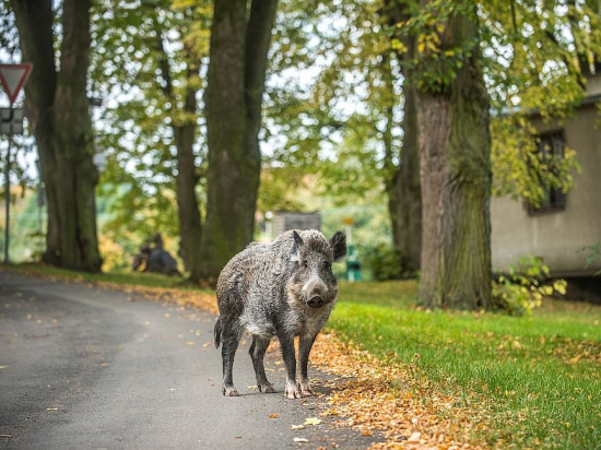 V Praze 5 radnice zaplatí myslivcům za odstřel divočáků