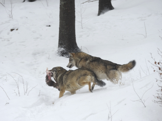 Ilustrační fotografie Jaroslav Vogeltanz