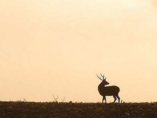 Jelen sika zůstane zvěří i po zařazení na seznam invazních druhů