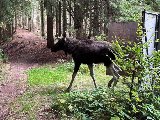 Los Emil byl u rakouské dálnice uspán a přepraven na okraj Šumavy