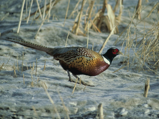 SVS po měsíci ruší rizikovou oblast s opatřeními proti ptačí chřipce