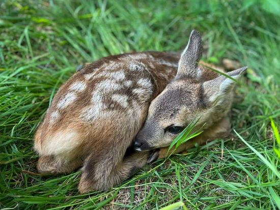 Poslankyně Pirátů Klára Kocmanová vyzývá k ukončení každoročního zabíjení desetitisíců srnčat