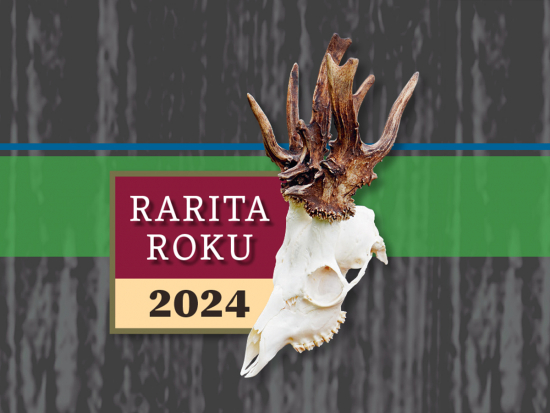 Rarita roku 2024 – 18. ročník soutěže o nejzajímavější srnčí trofej