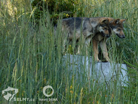 Vlčata, ročník 2020