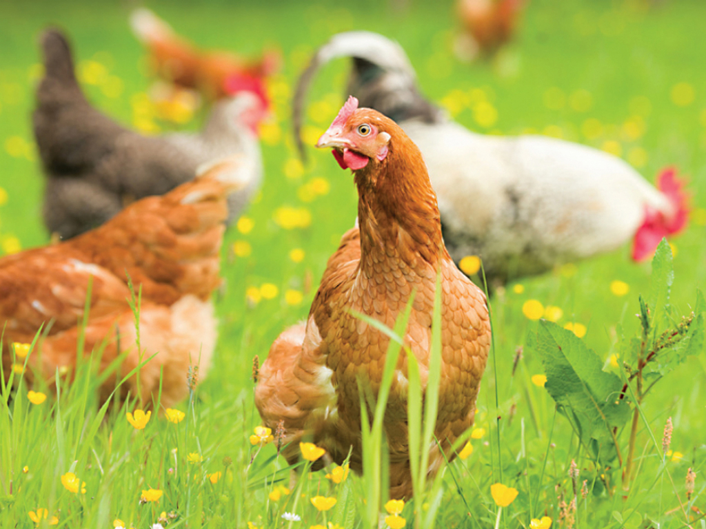 SVS ruší mimořádná veterinární opatření omezující venkovní chov drůbeže