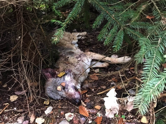 Na Českolipsku byl nalezen uhynulý vlk, patrně ho srazilo auto (aktualizace 10. 11. 2020)