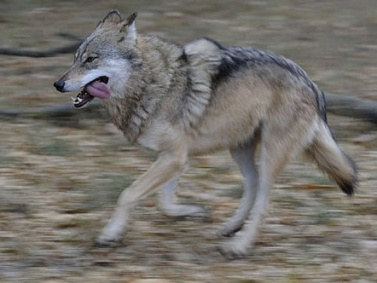 Vědci identifikovali vlka, který se přesunul na rekordní vzdálenost ze západního Německa do Katalánska
