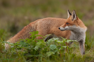 Liška obecná (Vulpes vulpes)