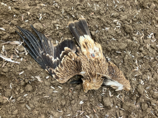 Na Břeclavsku někdo otrávil dva orly královské a dva luňáky červené