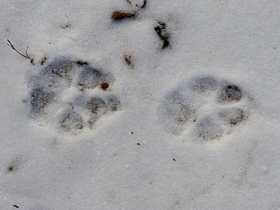 Na Broumovsku přibývá důkazů o trvalém výskytu vlků, tamní populace je stabilní