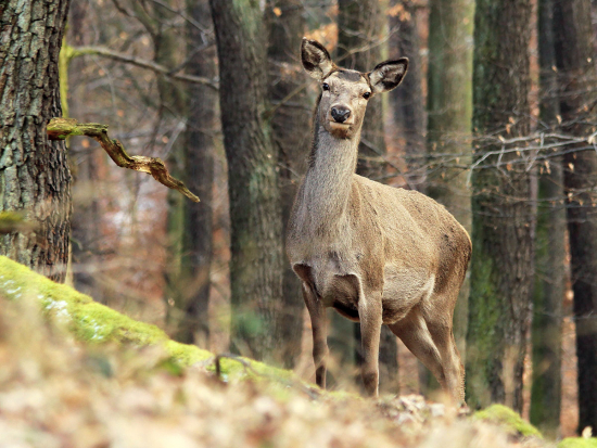 Od lovu těžkých laní v NP Šumava k diskusi o vyhlášce č. 323/2019 Sb.