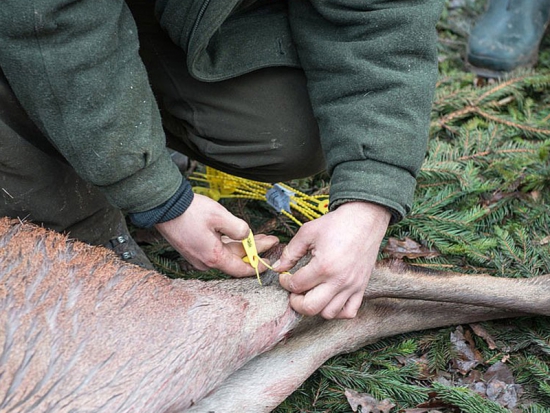 Ilustrační fotografie Jaroslav Vogeltanz
