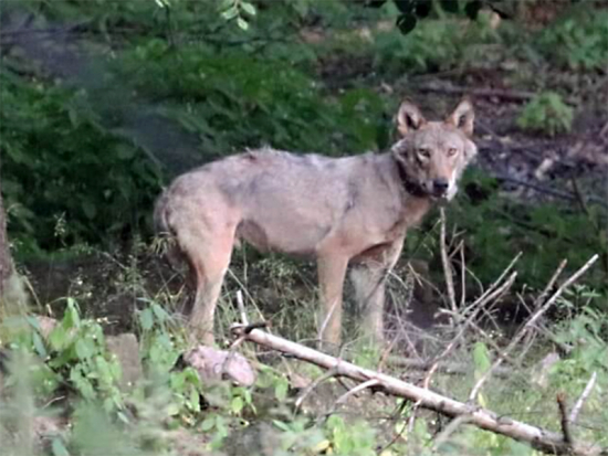 Vlk vypuštěný do volné přírody v Krušných horách se zřejmě usadil v Sasku