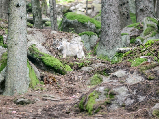 Ilustrační fotografie Jaroslav Vogeltanz