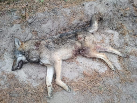 Uhynulý vlk nalezen u divize Mimoň