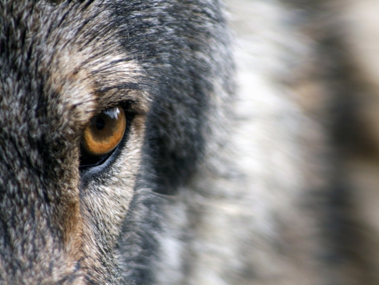 Náhrady škod způsobených vlky se ode dneška rozšířily (ČTK)
