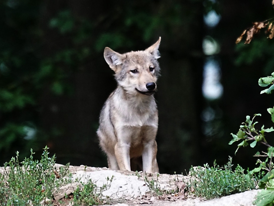 Nárůst početnosti vlků v Německu potvrzen