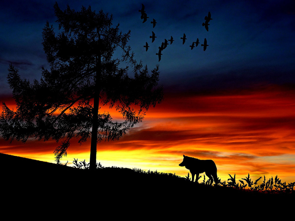 Na Českomoravské vrchovině se pohybuje vlk, v posledních měsících podruhé