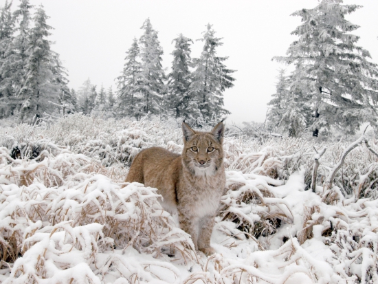 Ilustrační fotografie Jaroslav Vogeltanz